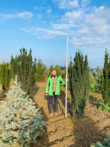 Taxus x media 'Stricta Viridis'